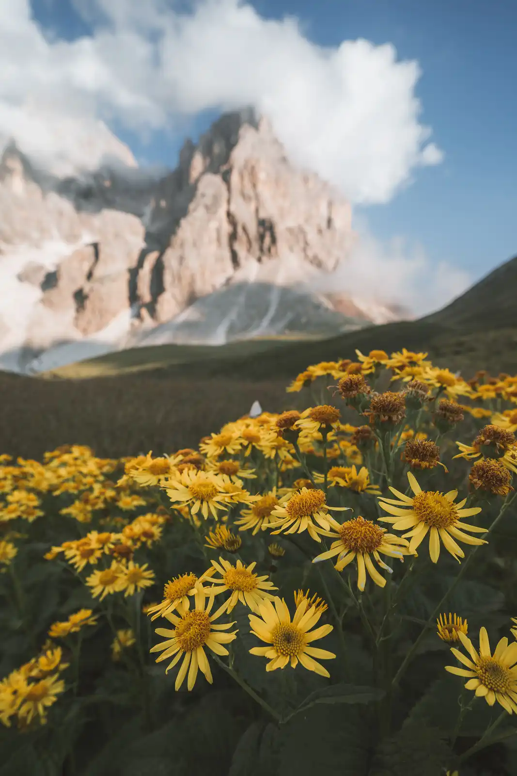 Fiori gialli in primo piano con una montagna rocciosa sullo sfondo sotto un cielo azzurro e nuvoloso.