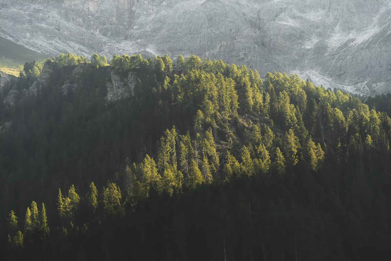 Foresta di pini illuminata dal sole alle pendici di una montagna rocciosa.
